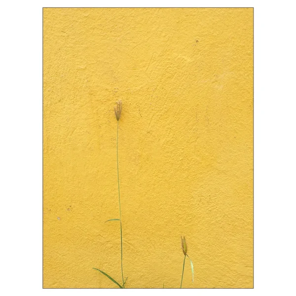lief bloemetje tegen gele muur