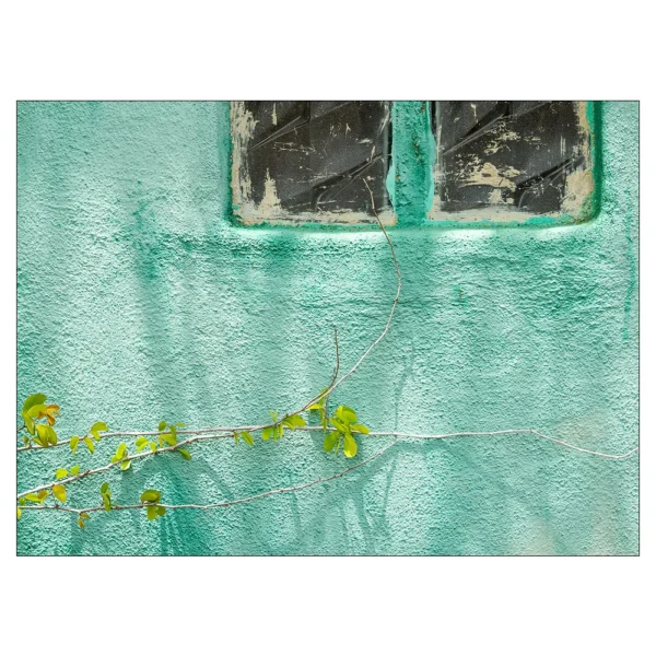 zeegroene muur met raam en struik