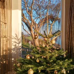 kerstboom voor het raam